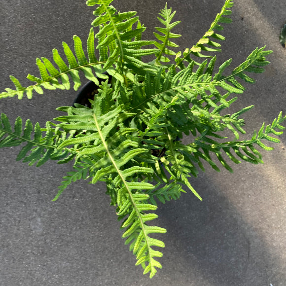 Polypodium glycyrrhiza - 1 gallon plant