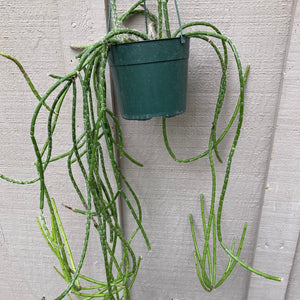 Rhipsalis floccosa - 6 inch hanging plant
