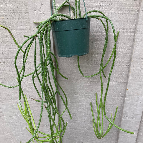Rhipsalis floccosa - 6 inch hanging plant
