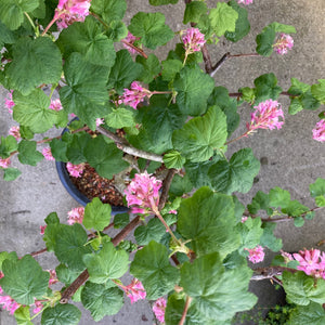 Ribes sanguineum var. glutinosum 'Marie' - 1 gallon plant