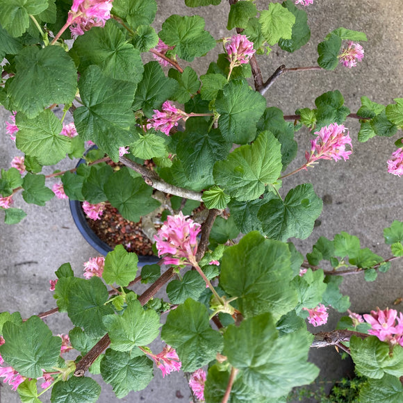 Ribes sanguineum var. glutinosum 'Marie' - 1 gallon plant