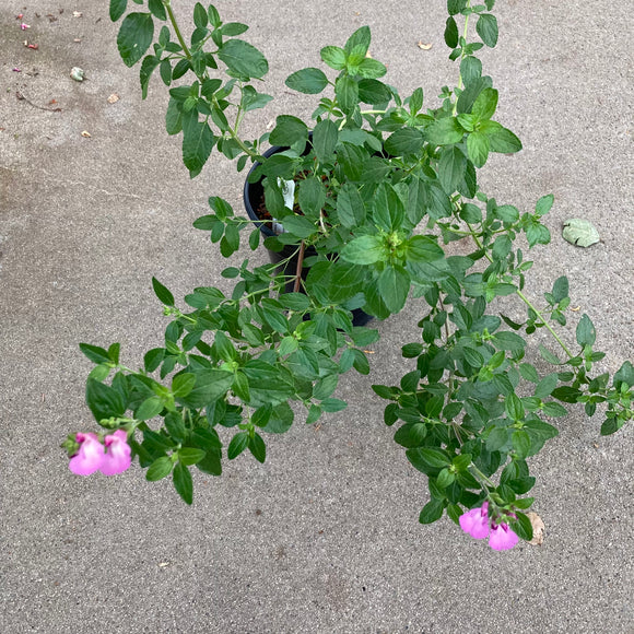 Salvia microphylla 'Easter' - 1 gallon plant