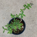 Salvia 'Viola's Darling - 1 gallon plant