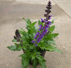 Salvia 'Purple Spring' - 1 gallon plant