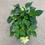 Salvia splendens 'Sangria' - 1 gallon plant