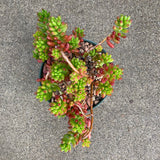 Sedum rubrotinctum - 6 inch plant
