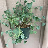 Senecio oxyrifolius subsp. tropaeolifolius - 6 inch hanging plant