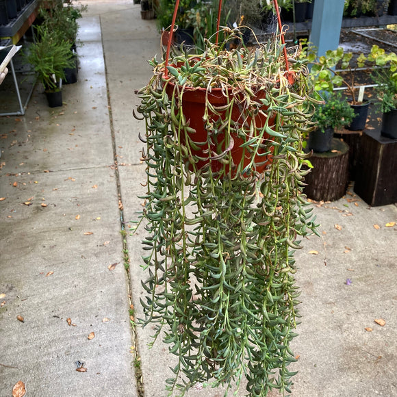 Curio radicans - 6 inch hanging plant