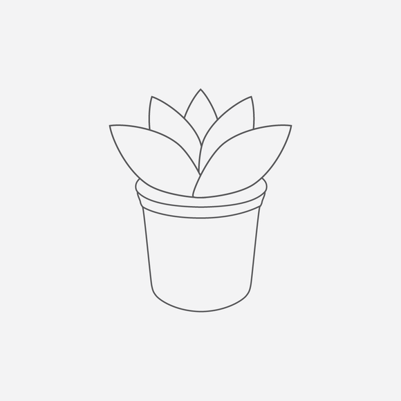 Hesperoyucca sp. - 1 gallon plant