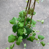 Vitis girdiana - 2 gallon plant