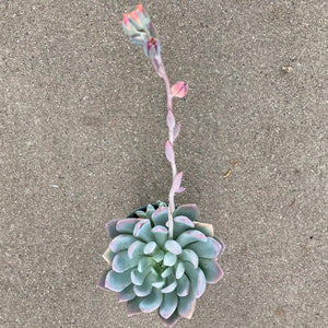 x Pachyveria (Pachyphytum x Echeveria) - 4 inch plant