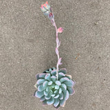 x Pachyveria (Pachyphytum x Echeveria) - 4 inch plant