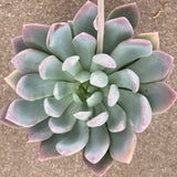 x Pachyveria (Pachyphytum x Echeveria) - 4 inch plant