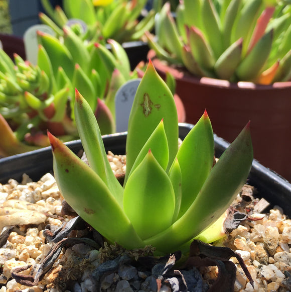 Dudleya caespitosa -  4.5 inch plant