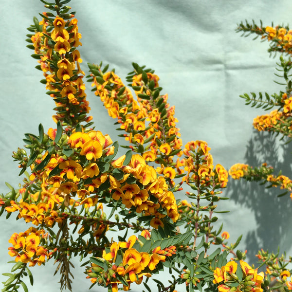 Eutaxia myrtifolia dwarf form