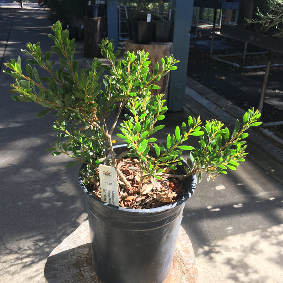 Melaleuca nesophila 'Little Nessie' - 1 gallon plant
