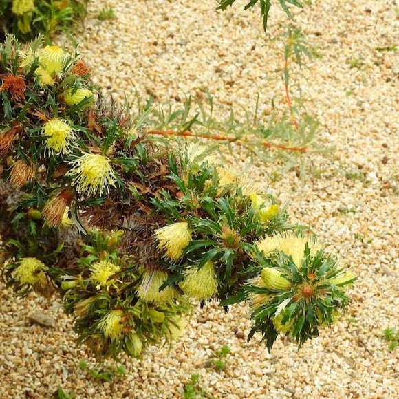 Banksia squarrosa - 1 gallon plant