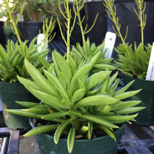 Peperomia ferreyrae - 4 inch plant
