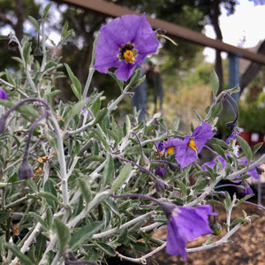Solanum umbeliferum v. incanum 'Indians Grey' - 1 gallon plant