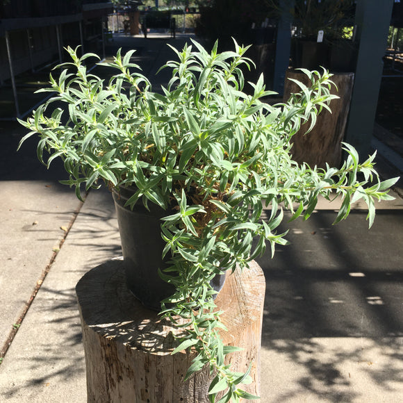 Epilobium canum ssp. canum 'Cloverdale' - 1 gallon plant