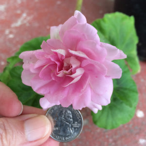 Pelargonium zonal 'Pink Rosebud' - 2 gallon plant