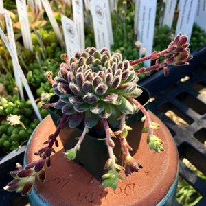 Sempervivum 'Allison' - 2 inch plant