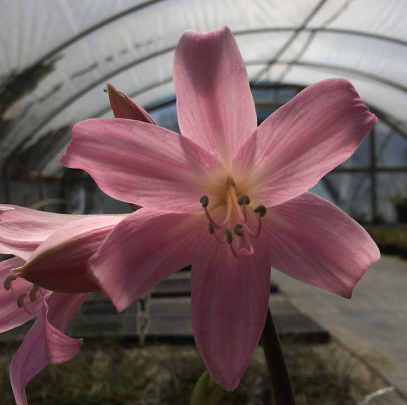 Amaryllis belladonna (pink) - 1 gallon plant