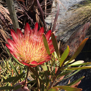 Protea repens - 1 gallon plant