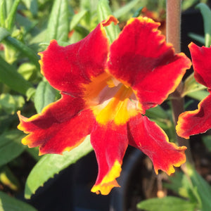 Diplacus 'Fiesta Marigold' - 1 gallon plant