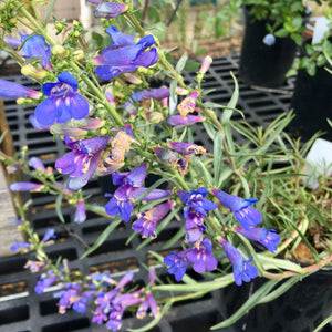 Penstemon heterophyllus 'Blue Springs' - 1 gallon plant
