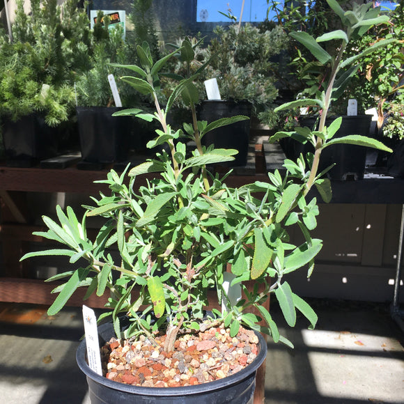 Salvia 'Love Child' (clevelandii x leucophylla) - 1 gallon plant