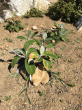 Pachystegia insignis - 1 gallon plant