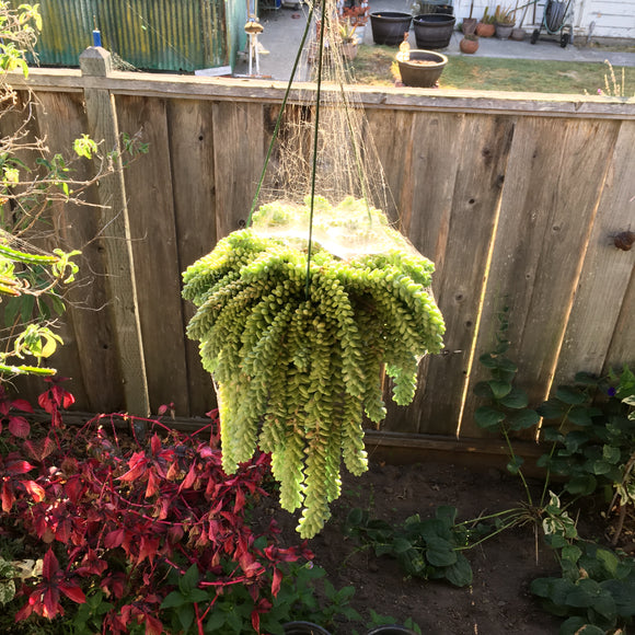 sedum hanging plant Sedum 'Burrito'