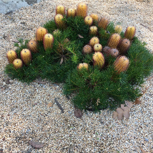 Banksia spinulosa 'Coastal Cushion' - 2 gallon plant