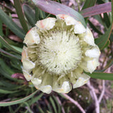 Protea obtusifolia (white flower) - 2 gallon plant