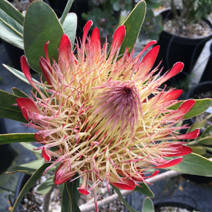 Protea susannae - 5 gallon plant