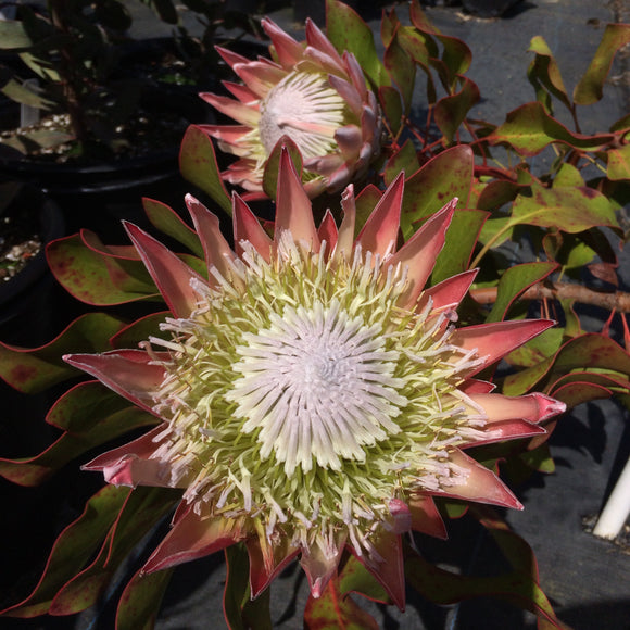 Protea cynaroides - 2 gallon plant