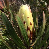 Protea obtusifolia (white flower) - 2 gallon plant