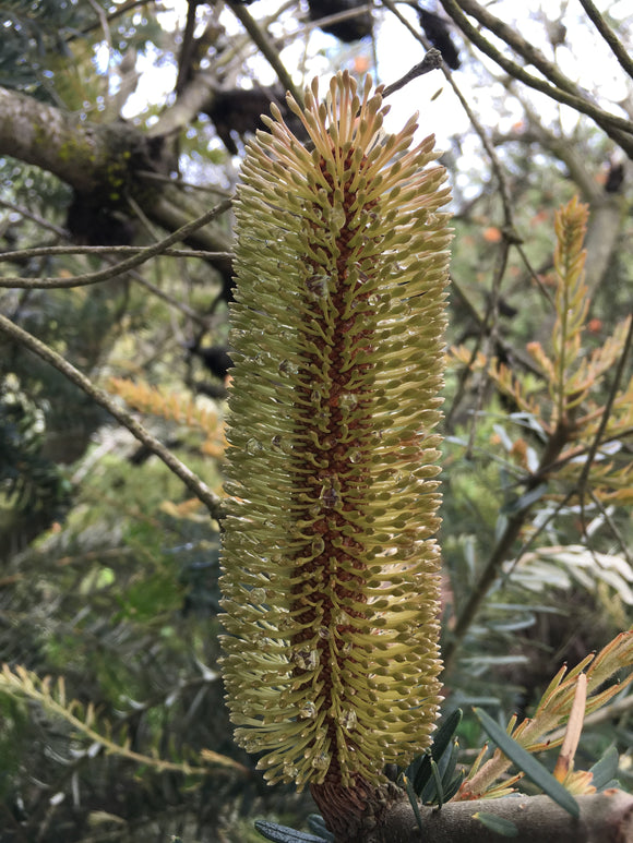 Banksia marginata - 3 gallon plant