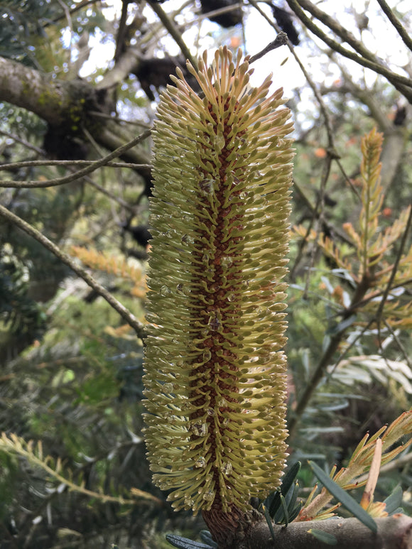 Banksia marginata - 2 gallon plant