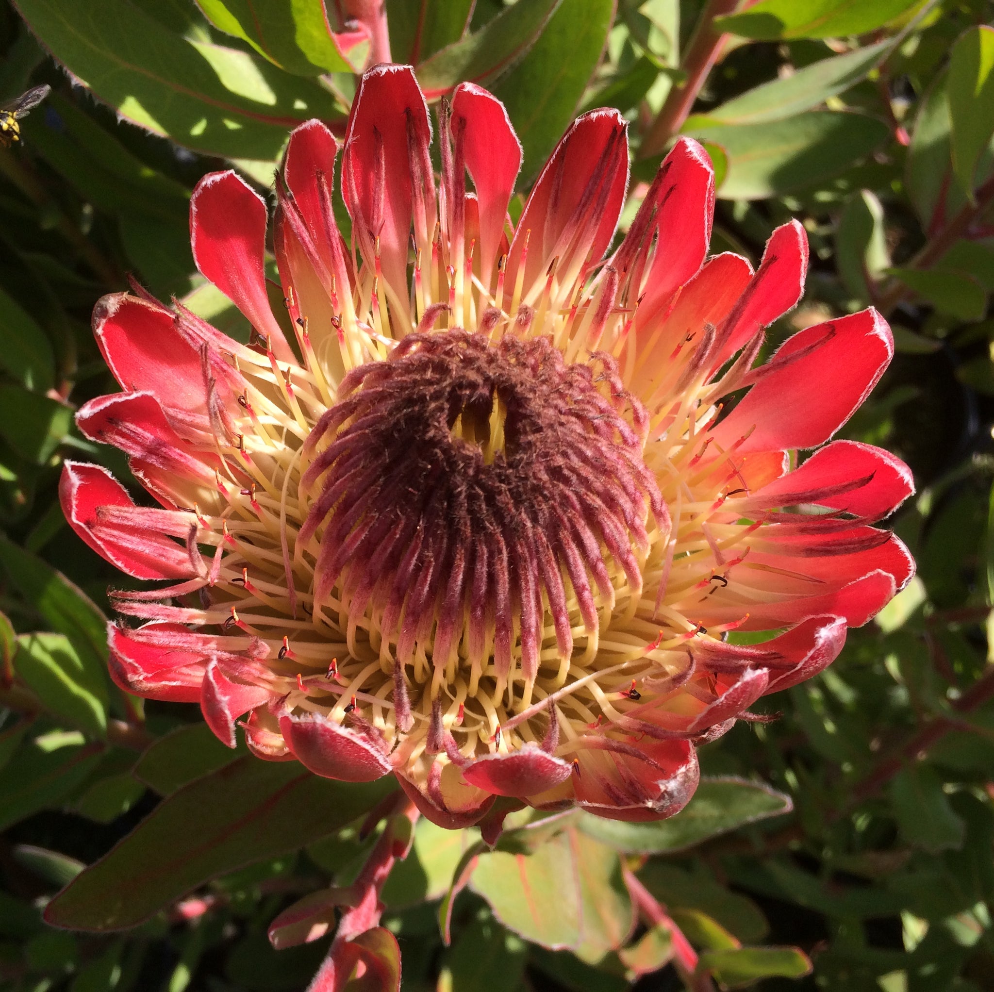 protea house plant Protea 'Sylvia'