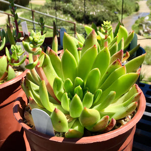 Dudleya caespitosa - 1 gallon plant