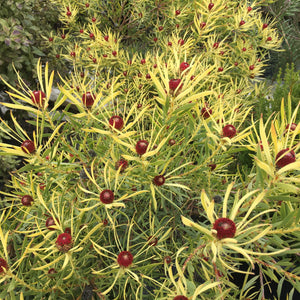 Leucadendron salignum 'Red Cone' - 1 gallon plant
