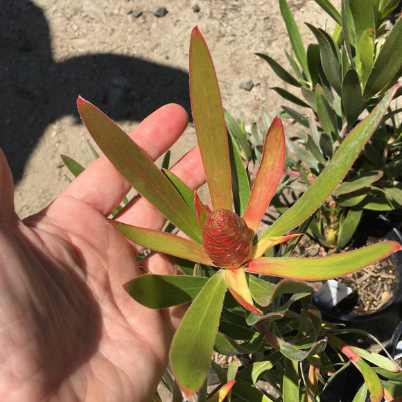 Leucadendron 'Monster' - 1 gallon plant