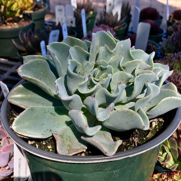 Echeveria sp. - 6 inch plant