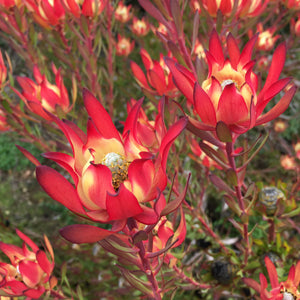 Leucadendron salignum 'Winter Red' - 1 gallon plant