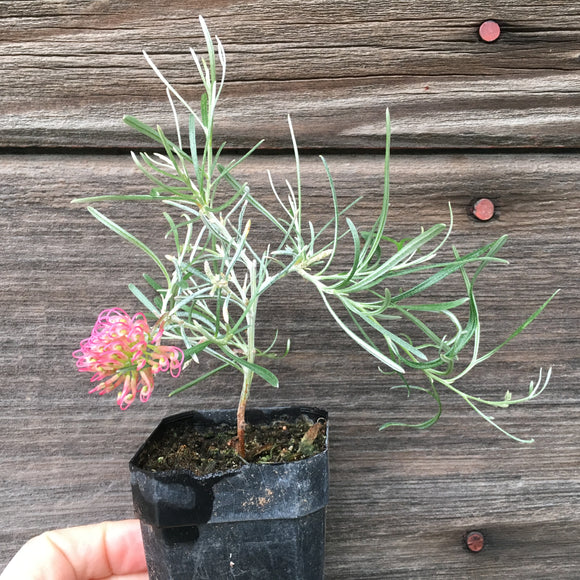 Grevillea 'Frosty Pink' - 1 gallon plant
