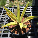 Agave angustifolia var. marginata - 1 gallon plant