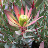 Leucadendron 'Hawaii Magic' (male cultivar) - 1 gallon plant