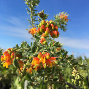 Grevillea alpina 'Warby Range' - 1 gallon plant